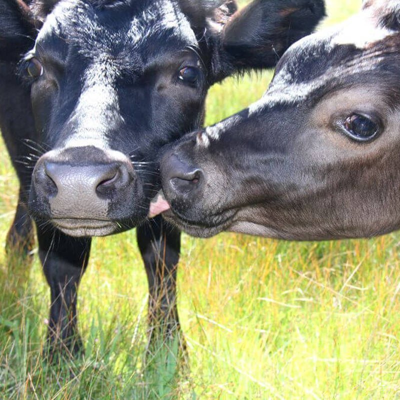 ME.LAND soutient PETA pour établir et protéger les droits de tous les animaux - ME.LAND