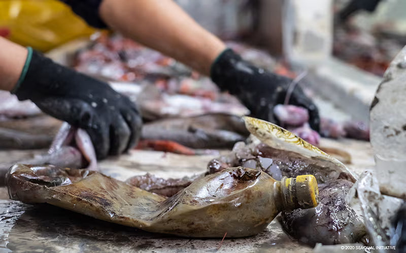 Tri récolte et nettoyage des déchets marins